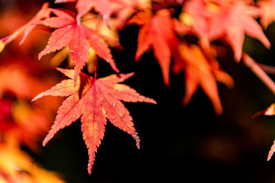 Close-up of maple leaves