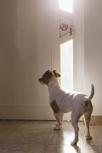 View of dog standing at home