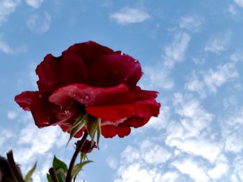 Close-up of red rose against sky