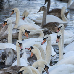 Swans at the swan sanctuary on the bank of the river severn in worcester, uk