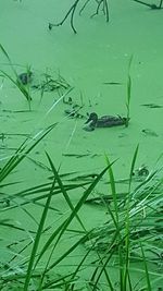 High angle view of turtle swimming in grass