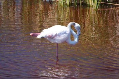 White duck in a lake