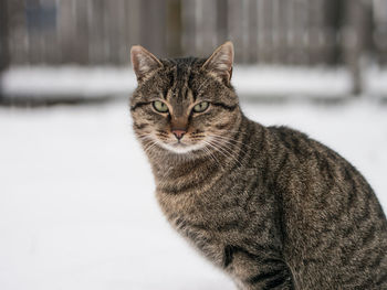 Portrait of a cat