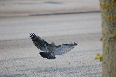 Close-up of bird flying