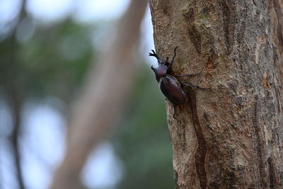 Close-up of insect on tree trunk