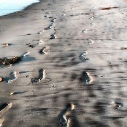 Close-up of tree stump