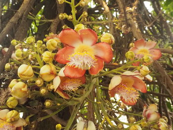 Close-up of flowering plant