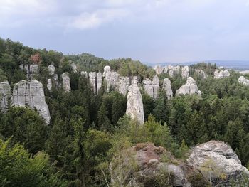 Panoramic view of pine trees against sky