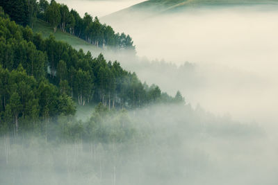 Panoramic view of trees in foggy weather against sky