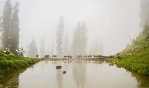 Panoramic view of lake in foggy weather