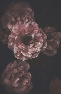 Close-up of wet purple flower