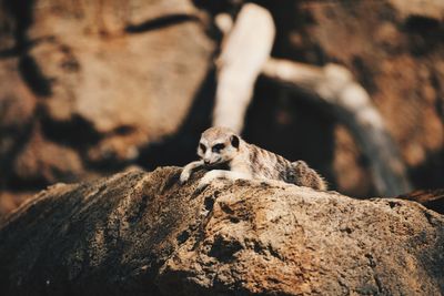 Meerkat on rock