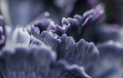 Close-up of purple flowering plant