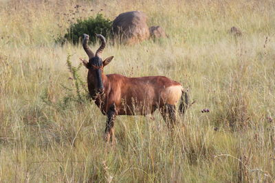 Deer in a field