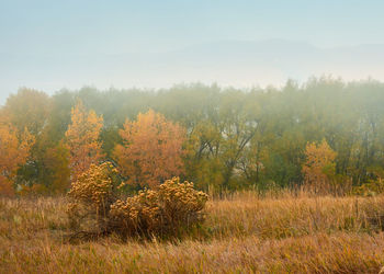 Trees on field against sky during foggy weather