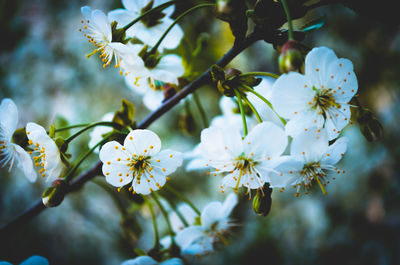 Close-up of white flowers growing on tree