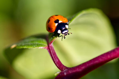 Close-up of ladybug on flower