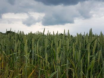 View of stalks in field against cloudy sky