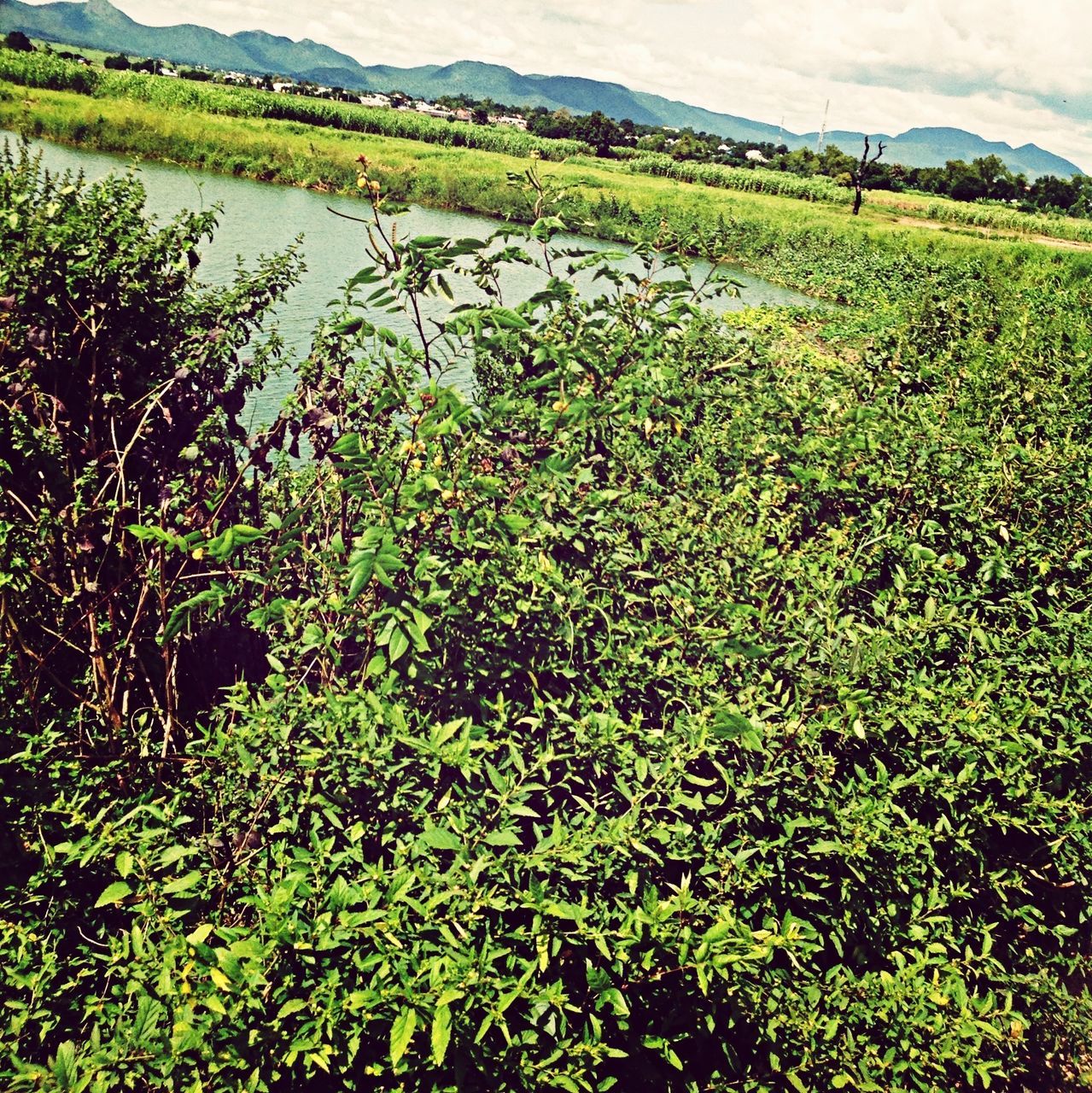 tranquil scene, tranquility, green color, scenics, beauty in nature, landscape, growth, nature, water, grass, high angle view, tree, mountain, field, lake, plant, sky, idyllic, rural scene, non-urban scene