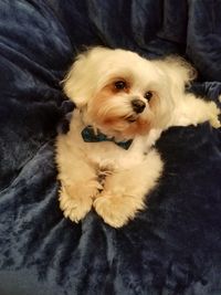 Close-up portrait of dog relaxing on bed