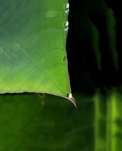 Close-up of insect on leaf