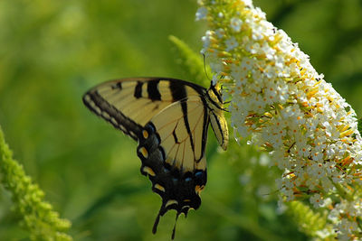 Close-up of butterfly on flower