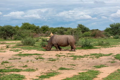 Rhinoceros in a field