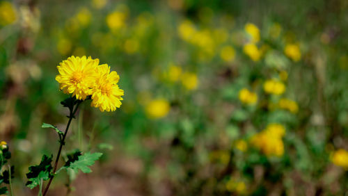 Close-up of yellow flowering plant