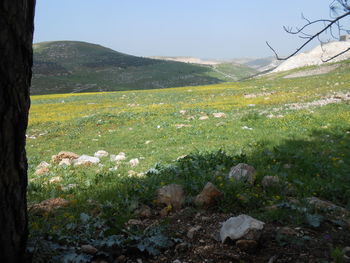 Scenic view of grassy field against sky