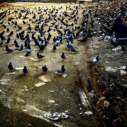 High angle view of birds in water