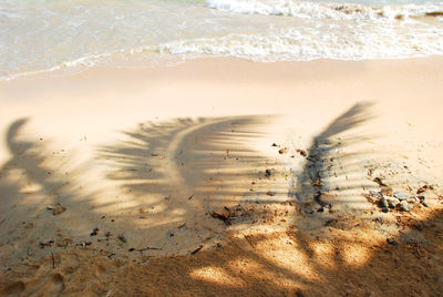 Shadow of palm leaves at beach