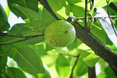 Close-up of fresh fruits on tree