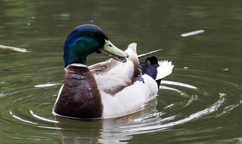 Woman in swan