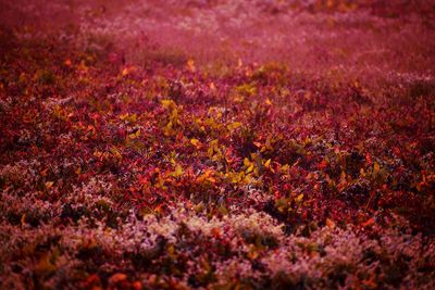 Full frame shot of pink and red flower plants on field