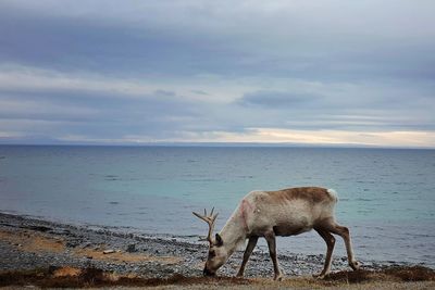 Sheep on the beach