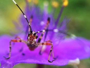 Close-up of honey bee on flower