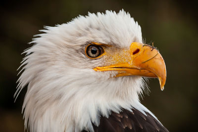 Close-up of eagle