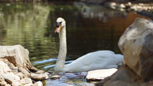 Close-up of swan swimming in lake