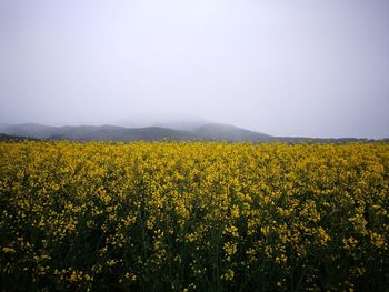 Scenic view of oilseed rape field against clear sky