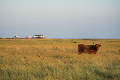 Scenic view of field against clear sky