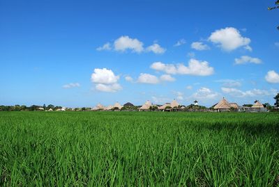 Scenic view of grassy field against blue sky