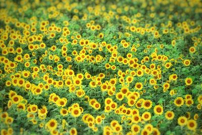 Full frame shot of sunflower field