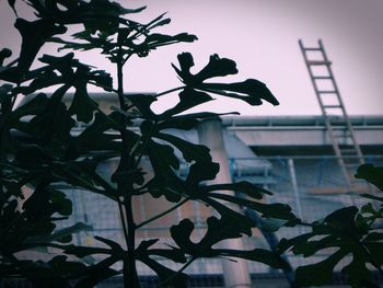 Close-up of silhouette plant against sky