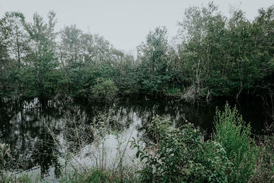 Plants growing in forest