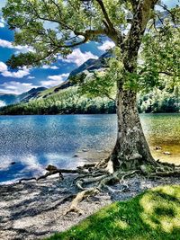 Trees by lake against sky