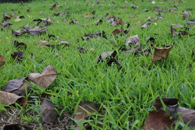 High angle view of dry leaves on field