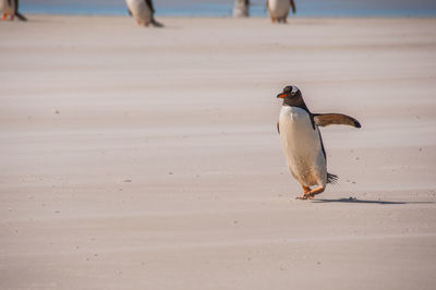 Baby penguin running on beach
