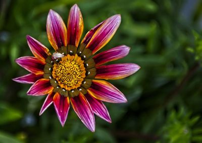 Close-up of purple flower