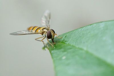 Bee on wet leaf