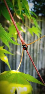 Close-up of insect on leaf